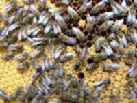 Пчелопакеты, пчеломатки 2012 - Изображение #1, Объявление #518736