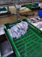 Работа на рыбном заводе СНГ - Изображение #1, Объявление #1670442