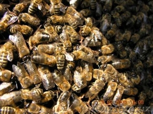 Пчелопакеты-2014 - Изображение #1, Объявление #1030554