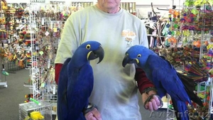   Синий ара попугай пара 1000€ - Изображение #2, Объявление #1445821